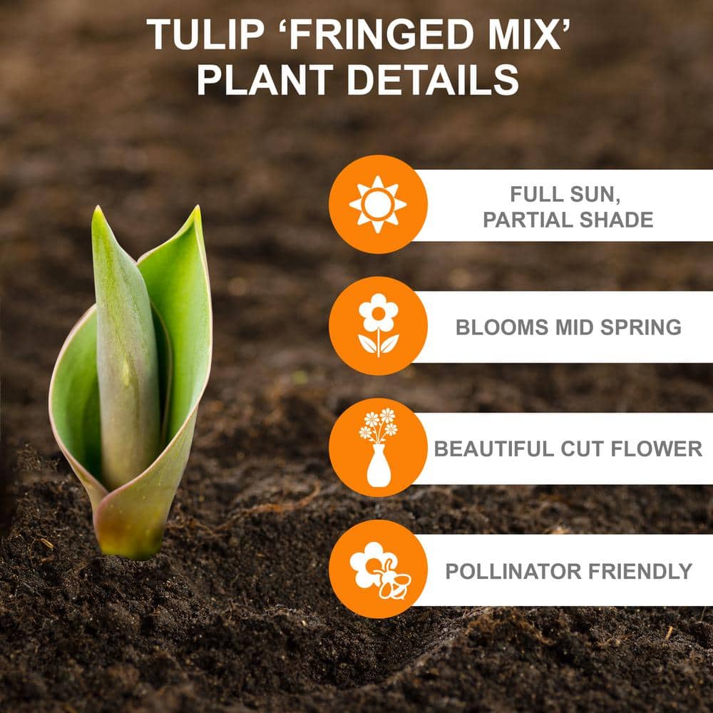  12/ Cm, Fringed Mix Tulip Flower Bulbs, Multicolor (Bag Of 25)