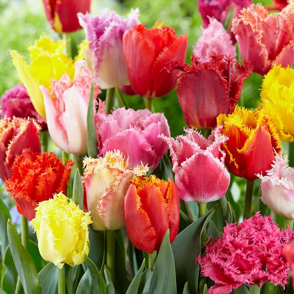  12/Plus Cm, Fringed Mix Tulip Flower Bulbs, Multi-Color (Bag Of 250)