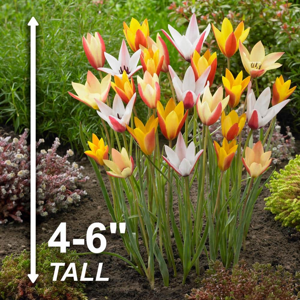  6/7cm, Candy Corn Mix Clusiana Tulip Flower Bulbs (Bag Of 250)