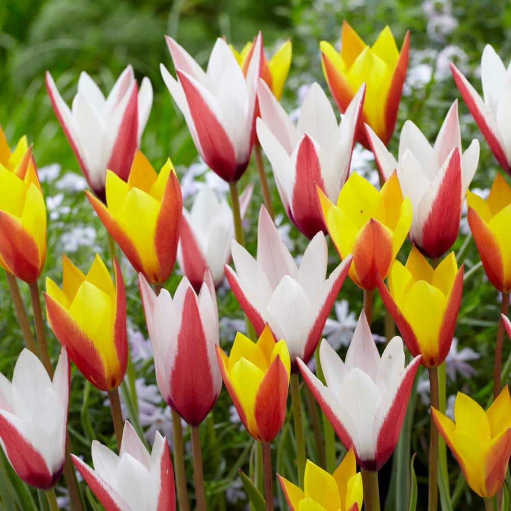  6/7cm, Candy Corn Mix Clusiana Tulip Flower Bulbs (Bag Of 50)