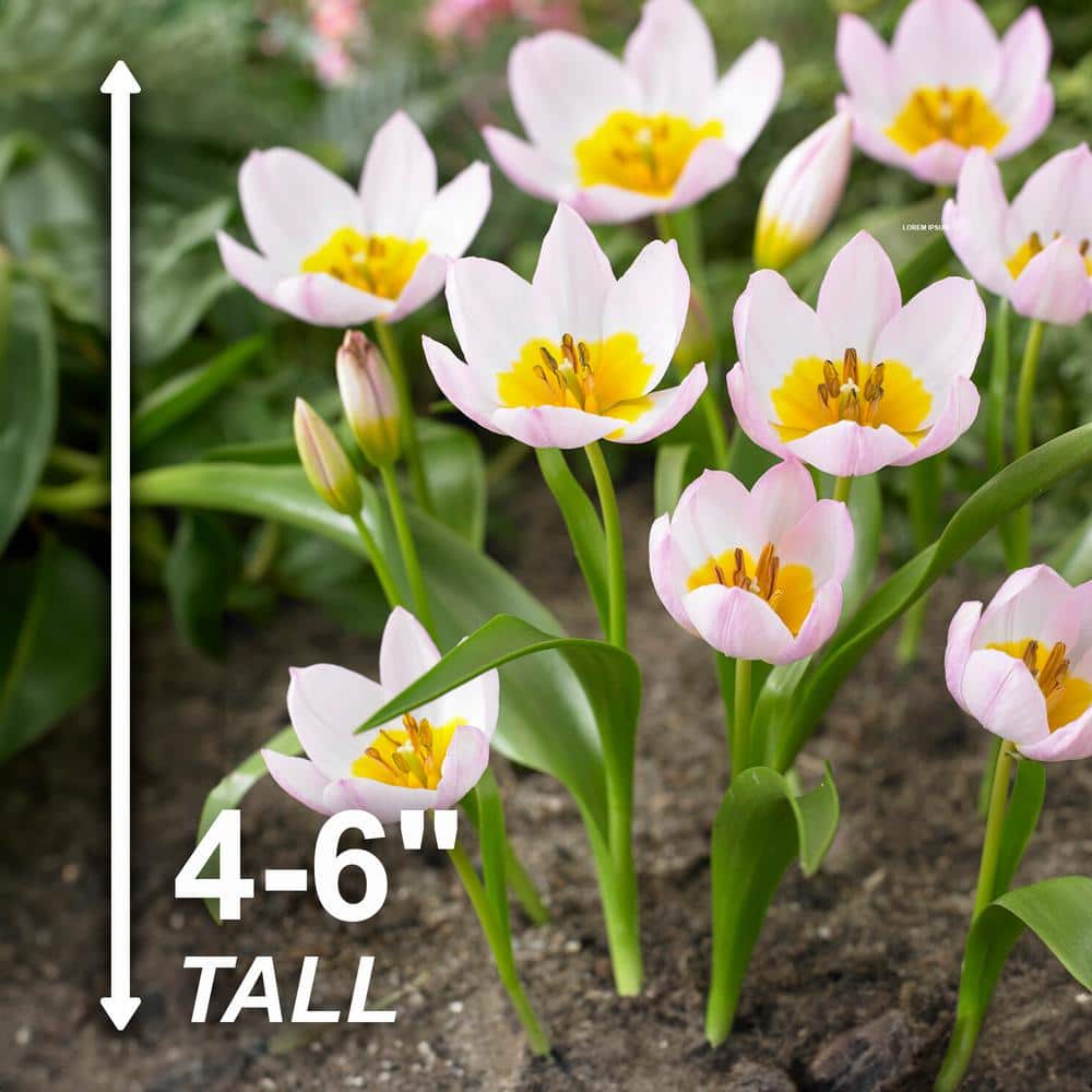  6/Plus Cm, Lilac Wonder Bakeri Tulip Flower Bulbs, Pink (Bag Of 100)