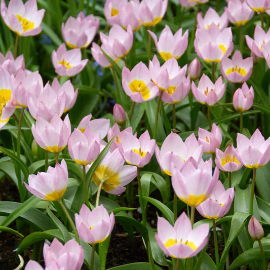  6/Plus Cm, Lilac Wonder Bakeri Tulip Flower Bulbs, Pink (Bag Of 250)
