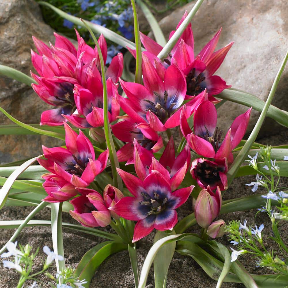 6/Plus Cm, Little Beauty Batalinii Tulip Flower Bulbs (Bag Of 100)