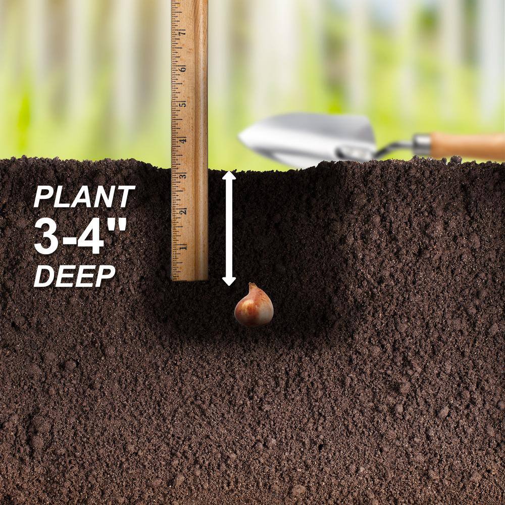  6/ Cm, Little Beauty Batalinii Tulip Flower Bulbs (Bag Of 25)
