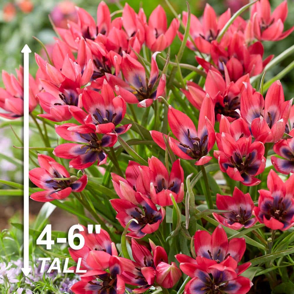 6/Plus Cm, Little Beauty Batalinii Tulip Flower Bulbs (Bag Of 50)