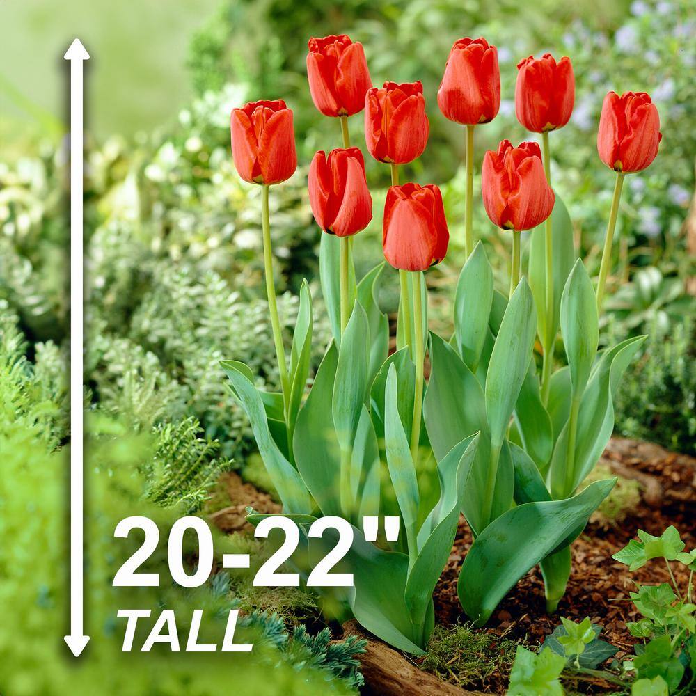  12/Plus Cm, Apeldoorn Darwin Hybrid Tulip Flower Bulbs, Red (Bag Of 250)