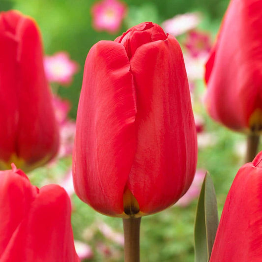  12/Plus Cm, Apeldoorn Darwin Hybrid Tulip Flower Bulbs, Red (Bag Of 50)