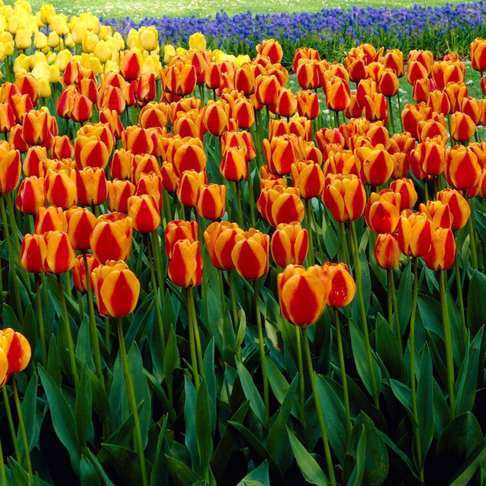  12/ Cm, Apeldoorn's Elite Darwin Hybrid Tulip Bulbs, Orange (Bag Of 25)