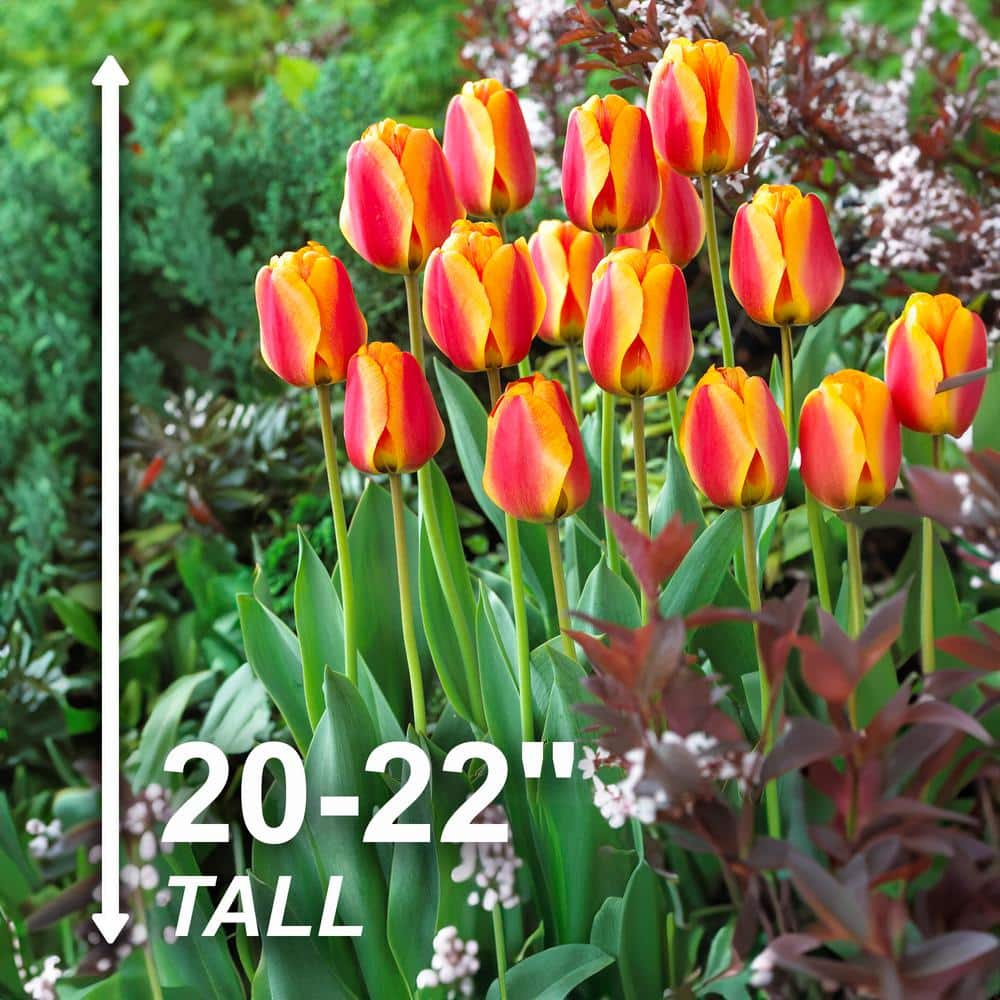  12/+ Cm, Apeldoorn's Elite Darwin Hybrid Tulip Flower Bulbs (Bag Of 50)