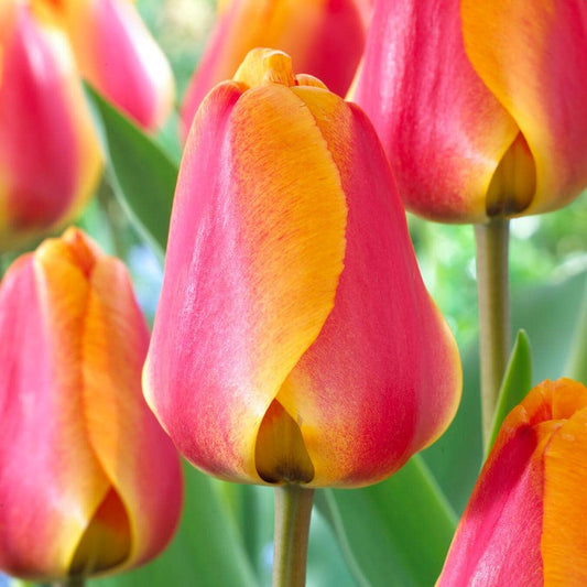  12/+ Cm, Apeldoorn's Elite Darwin Hybrid Tulip Flower Bulbs (Bag Of 50)