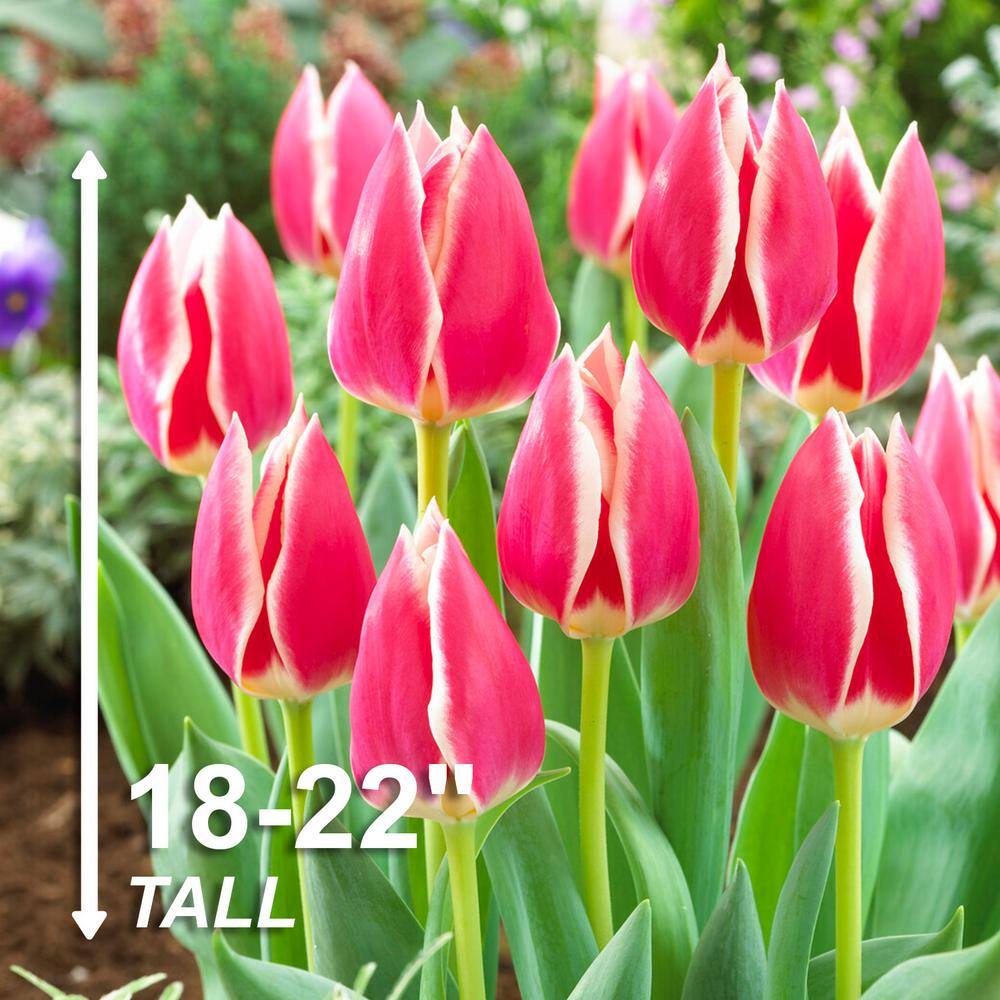  12/ Cm, Candy Apple Delight Darwin Hybrid Tulip Flower Bulbs (Bag Of 25)