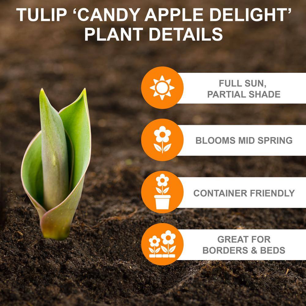  12/ Cm, Candy Apple Delight Darwin Hybrid Tulip Flower Bulbs (Bag Of 25)