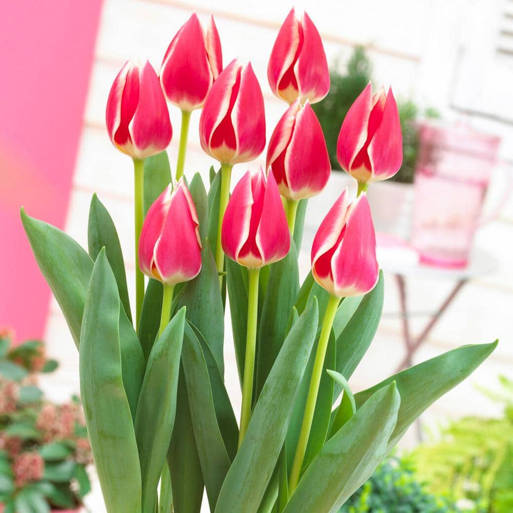  12/Plus Cm, Candy Apple Delight Darwin Hybrid Tulip Flower Bulbs (Bag Of 250)