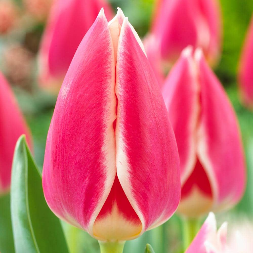  12/Plus Cm, Candy Apple Delight Darwin Hybrid Tulip Flower Bulbs (Bag Of 250)