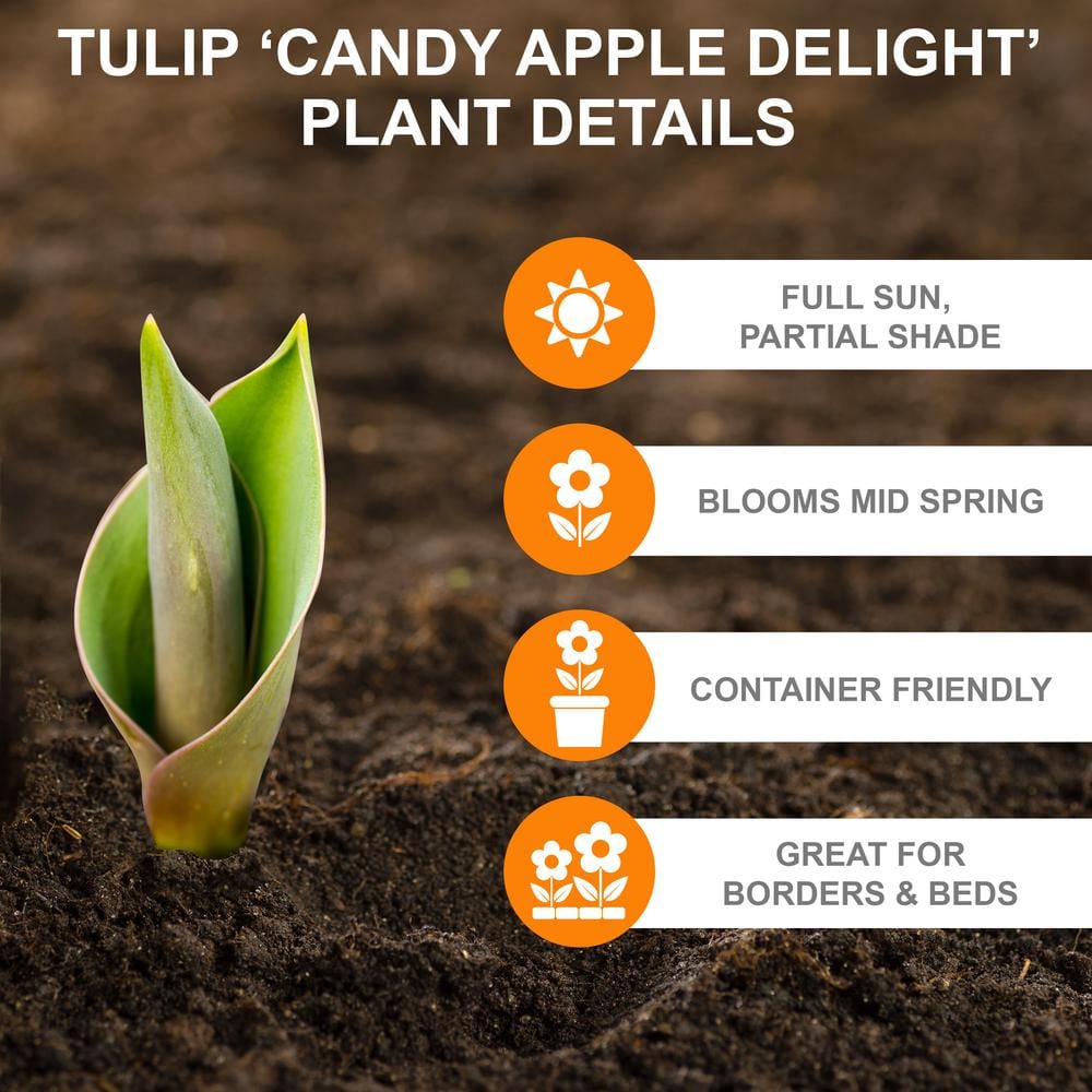  12/Plus Cm, Candy Apple Delight Darwin Hybrid Tulip Flower Bulbs (Bag Of 250)