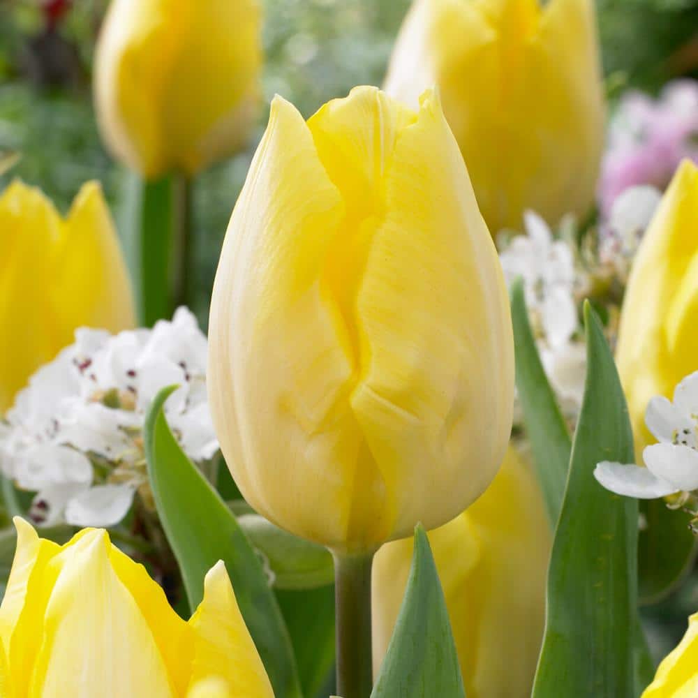  12/+ Cm, Sunny Prince Single Early Tulip Flower Bulbs, Yellow (Bag Of 250)
