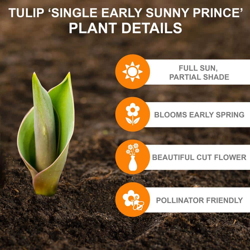  12/+ Cm, Sunny Prince Single Early Tulip Flower Bulbs, Yellow (Bag Of 250)