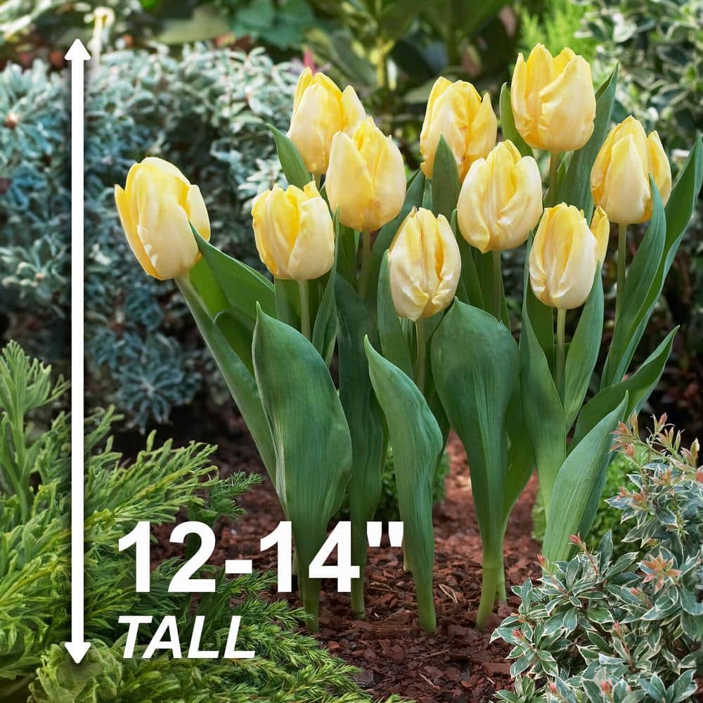  12/+ Cm, Sunny Prince Single Early Tulip Flower Bulbs, Yellow (Bag Of 50)
