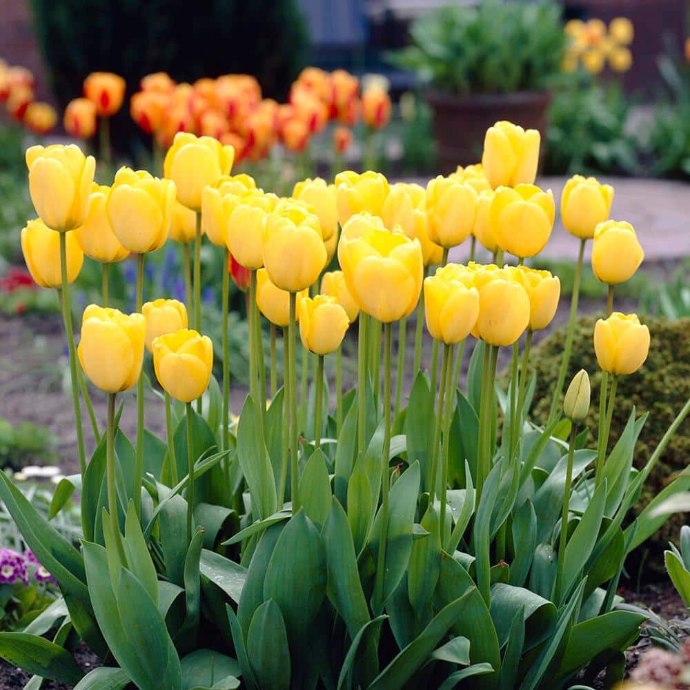  12/+ Cm, Golden Apeldoorn Darwin Hybrid Tulip Flower Bulbs (Bag Of 100)