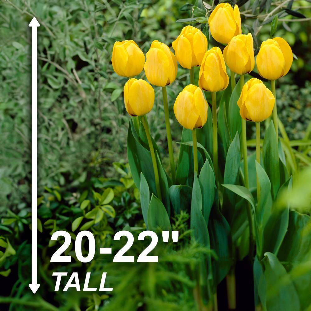  12/ Cm, Golden Apeldoorn Darwin Hybrid Tulip Flower Bulbs (Bag Of 25)