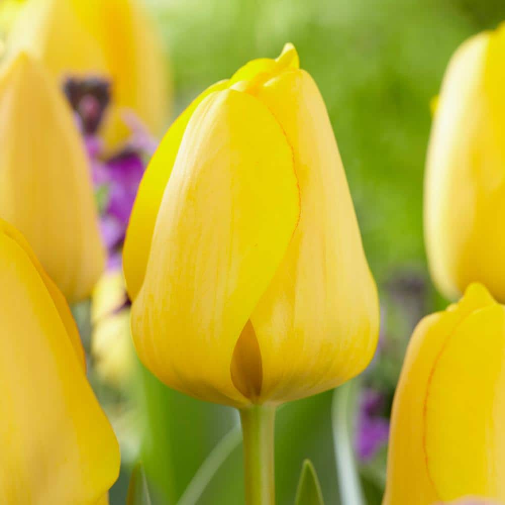  12/ Cm, Golden Apeldoorn Darwin Hybrid Tulip Flower Bulbs (Bag Of 25)