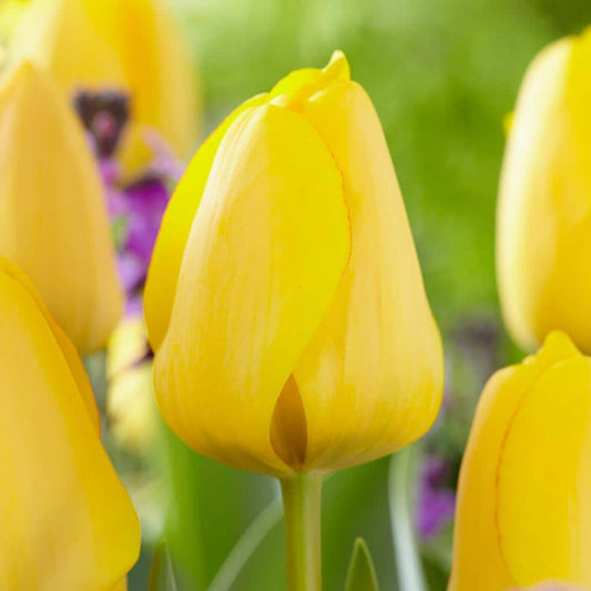  12/ Cm, Golden Apeldoorn Darwin Hybrid Tulip Flower Bulbs (Bag Of 25)