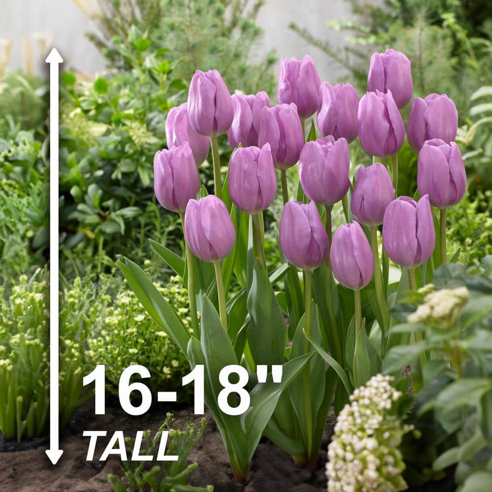  12/+ Cm, Lavender Alibi Triumph Tulip Flower Bulbs (Bag Of 100)