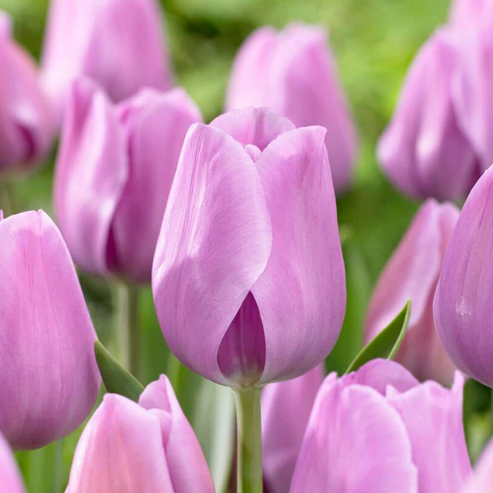  12/ Cm, Lavender Alibi Triumph Tulip Flower Bulbs (Bag Of 25)