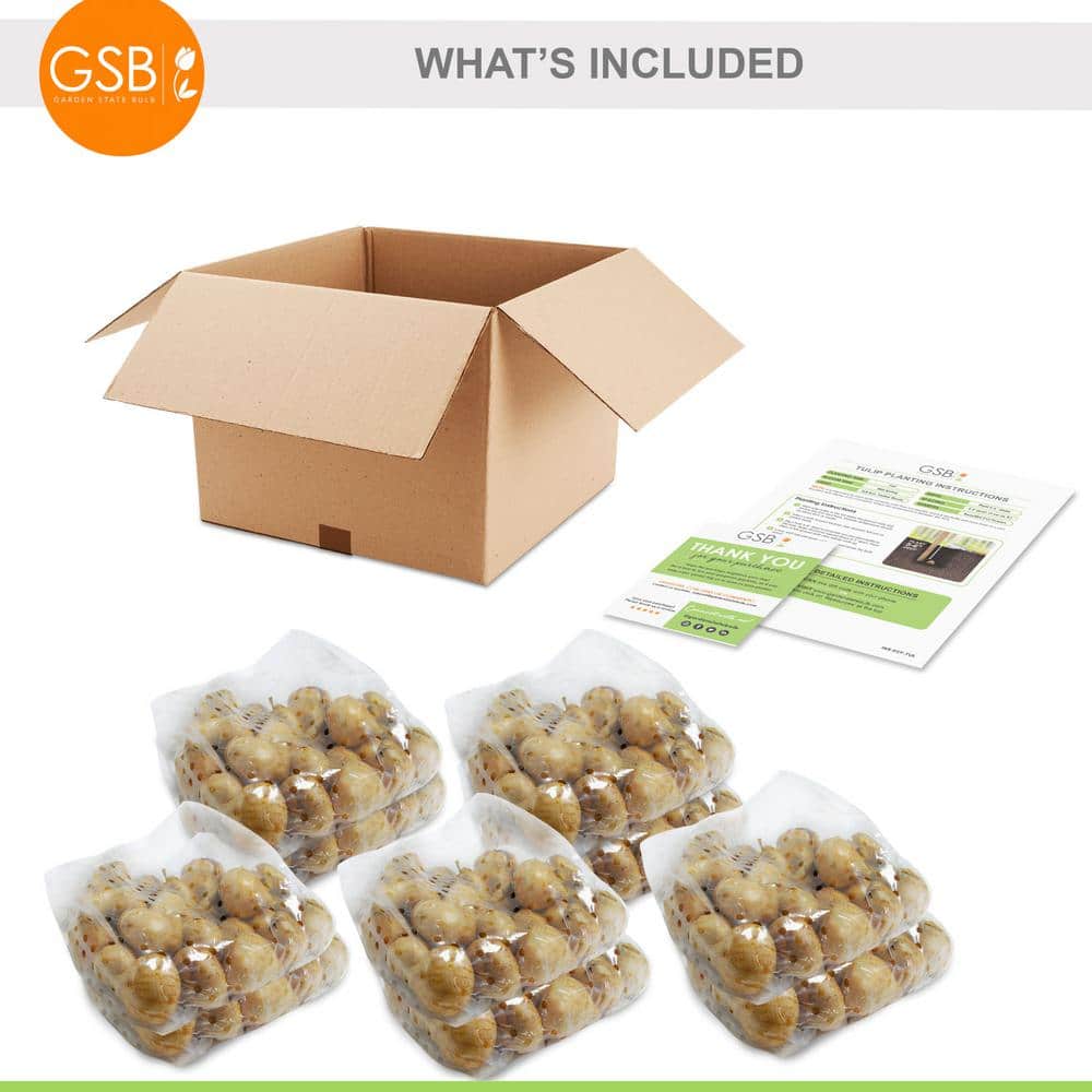  12/+ Cm, Lavender Alibi Triumph Tulip Flower Bulbs (Bag Of 250)