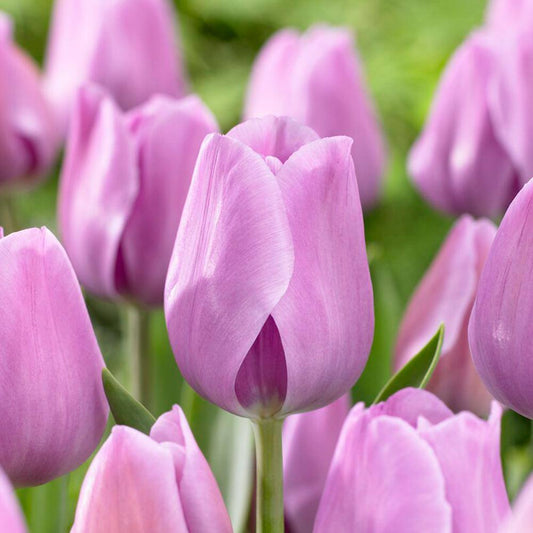  12/+ Cm, Lavender Alibi Triumph Tulip Flower Bulbs (Bag Of 50)