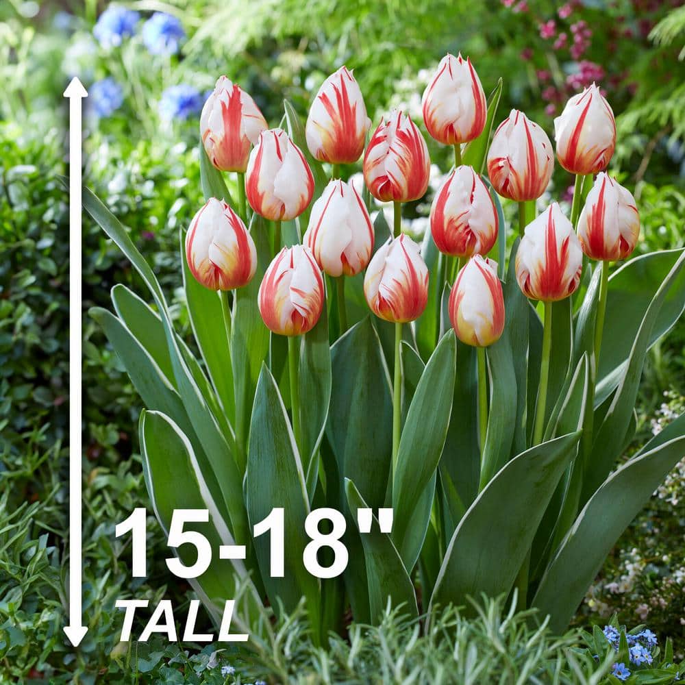  12/ Cm, Happy Generation Triumph Tulip Flower Bulbs (Bag Of 25)