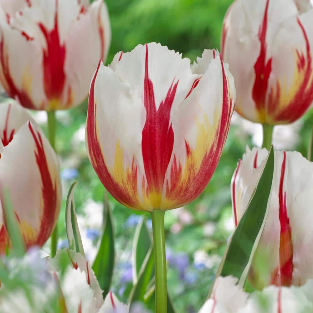 12/ Cm, Happy Generation Triumph Tulip Flower Bulbs (Bag Of 25)