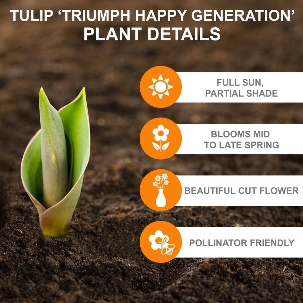  12/+ Cm, Happy Generation Triumph Tulip Flower Bulbs (Bag Of 50)