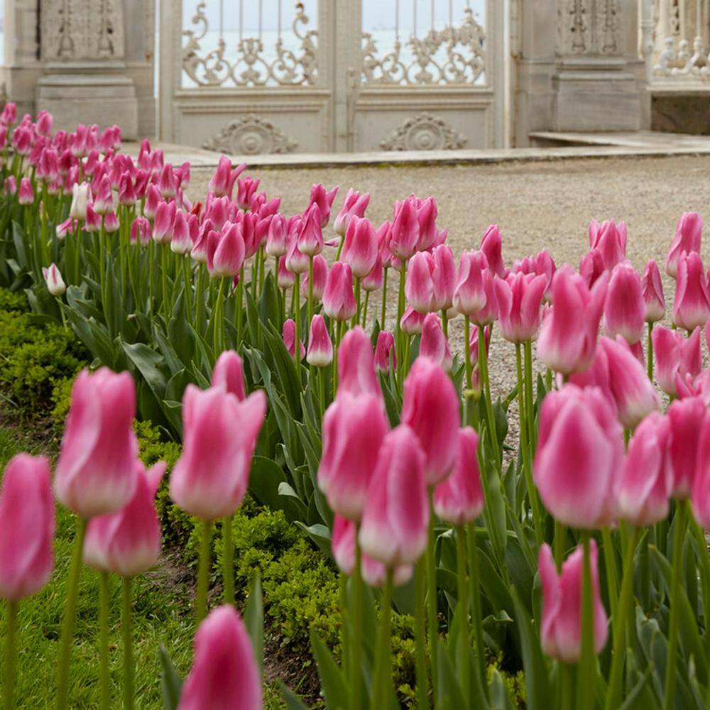  12/+ Cm, Royal 10 Triumph Tulip Flower Bulbs, Pink (Bag Of 100)
