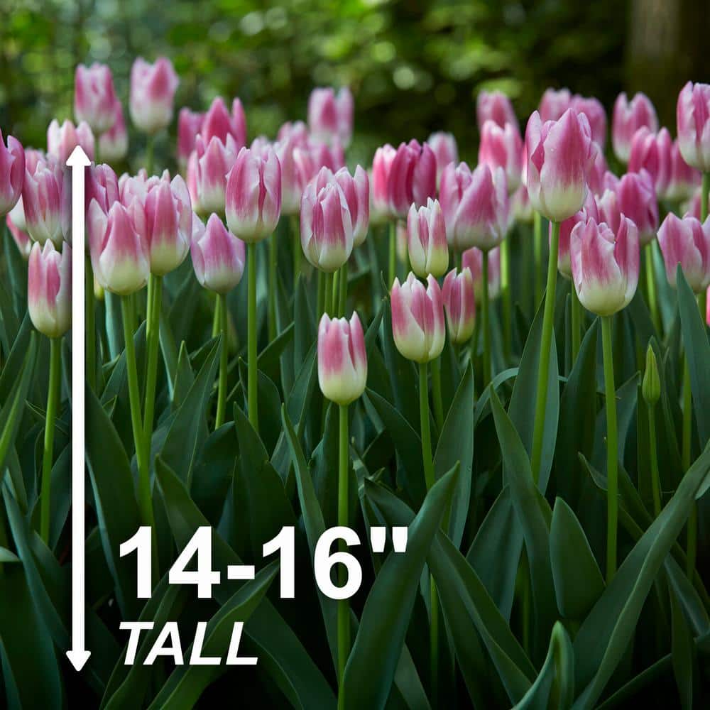  12/+ Cm, Royal 10 Triumph Tulip Flower Bulbs, Pink (Bag Of 100)