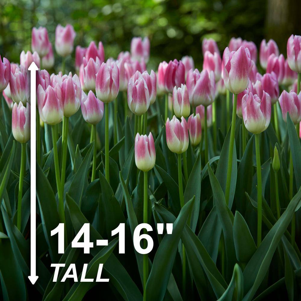  12/+ Cm, Royal 10 Triumph Tulip Flower Bulbs, Pink (Bag Of 250)