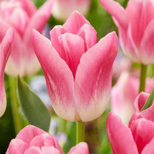  12/+ Cm, Royal 10 Triumph Tulip Flower Bulbs, Pink (Bag Of 250)