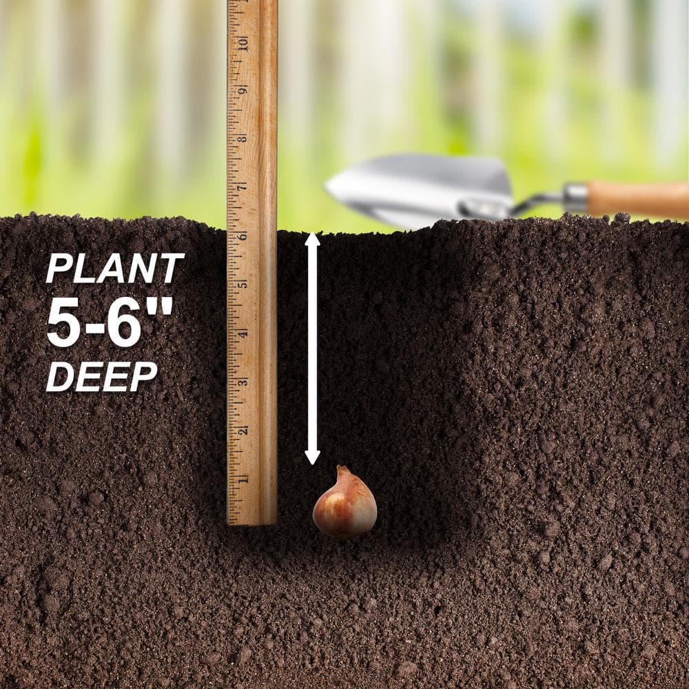  12/Plus Cm, Red Avignon Single Late Tulip Flower Bulbs (Bag Of 100)