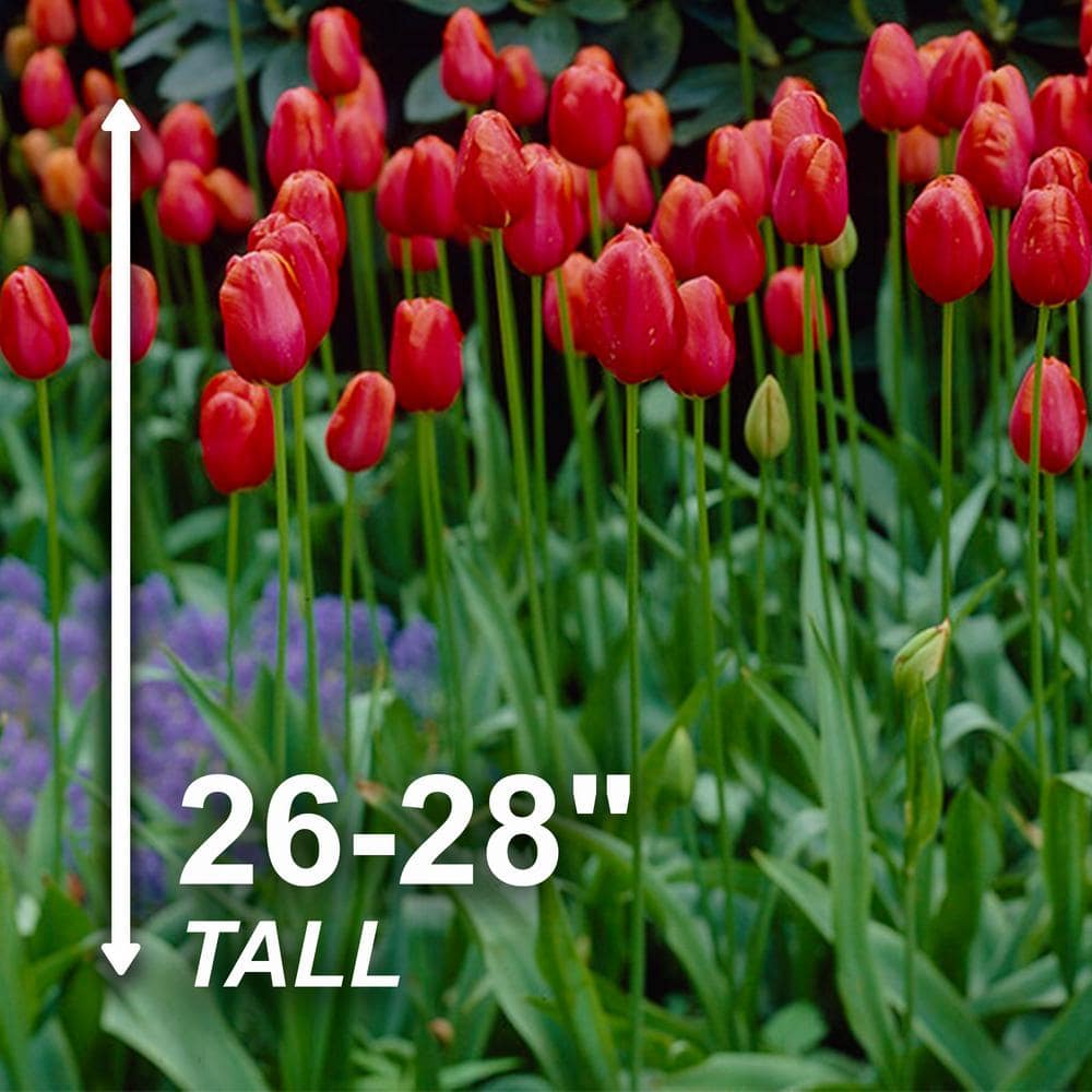  12/Plus Cm, Red Avignon Single Late Tulip Flower Bulbs (Bag Of 100)