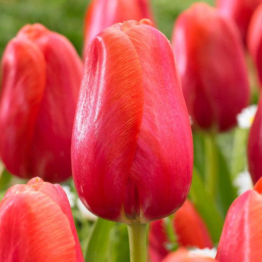  12/ Cm, Red Avignon Single Late Tulip Flower Bulbs (Bag Of 25)