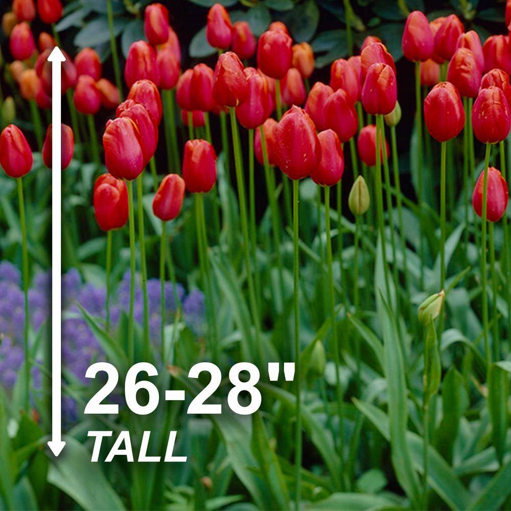  12/Plus Cm, Red Avignon Single Late Tulip Flower Bulbs (Bag Of 250)