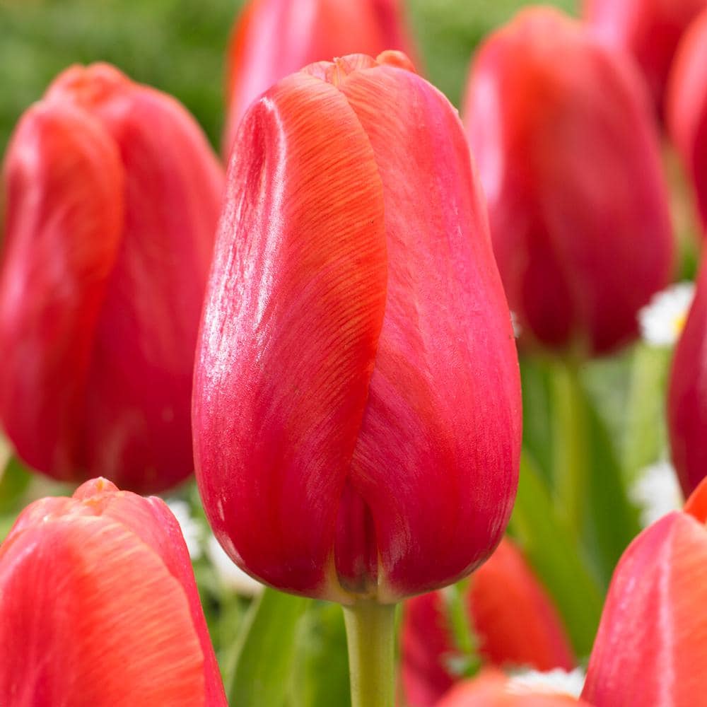  12/Plus Cm, Red Avignon Single Late Tulip Flower Bulbs (Bag Of 50)