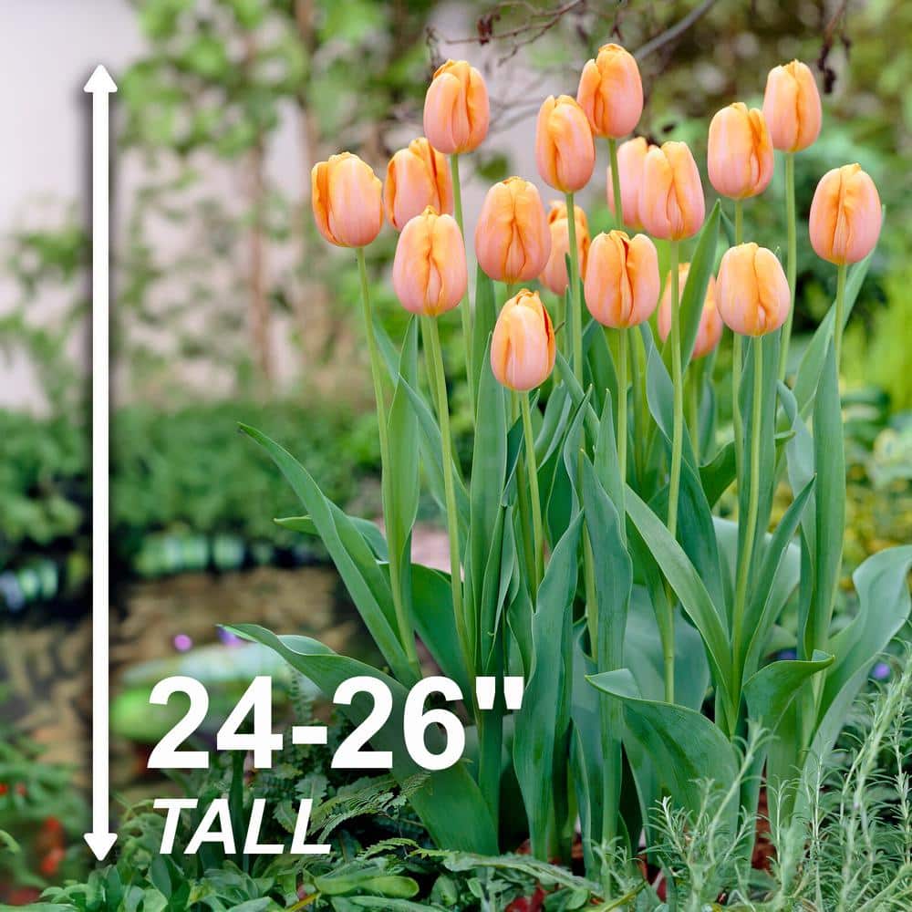  12/ Cm, Orange Dordogne Single Late Tulip Flower Bulbs (Bag Of 25)