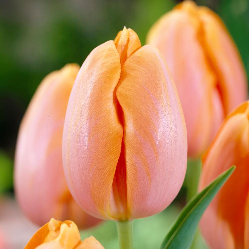 12/ Cm, Orange Dordogne Single Late Tulip Flower Bulbs (Bag Of 25)