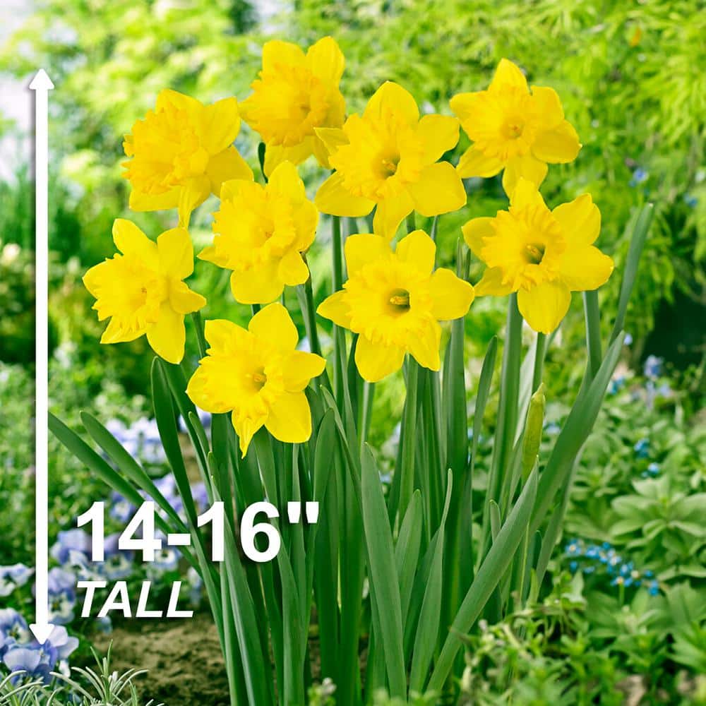  14/16 Cm Dutch Master Trumpet Daffodil Flower Bulbs (Bag Of 100)