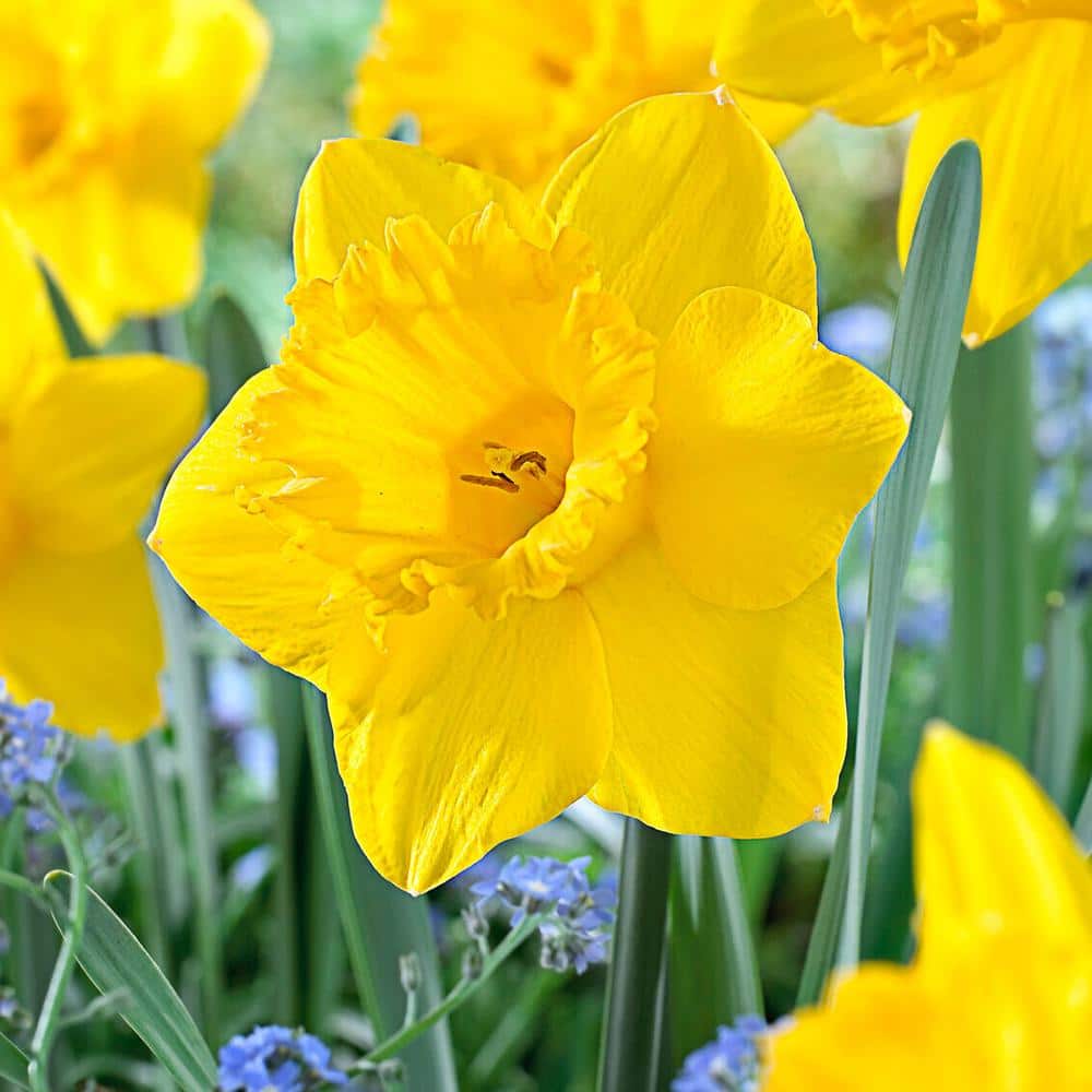  14/16 Cm Dutch Master Trumpet Daffodil Flower Bulbs (Bag Of 100)