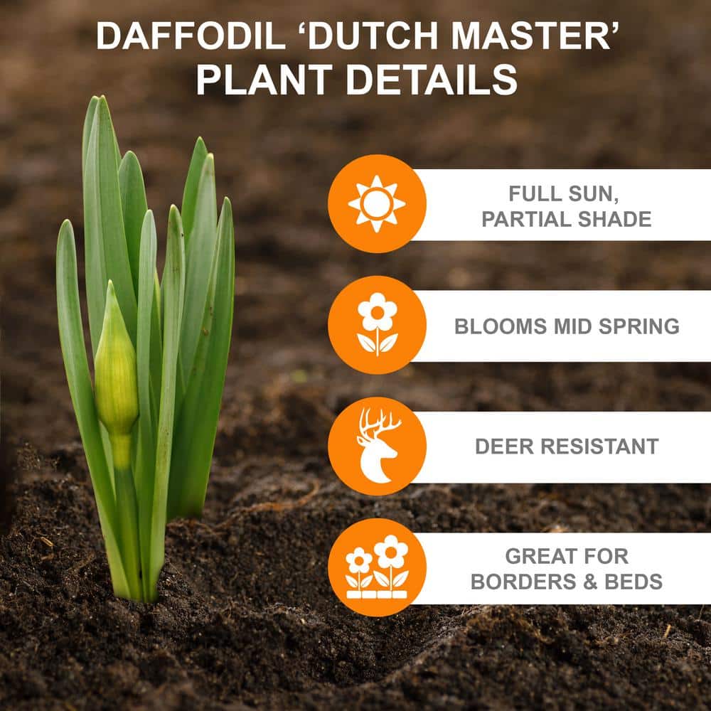  14/16 Cm Dutch Master Trumpet Daffodil Flower Bulbs (Bag Of 100)