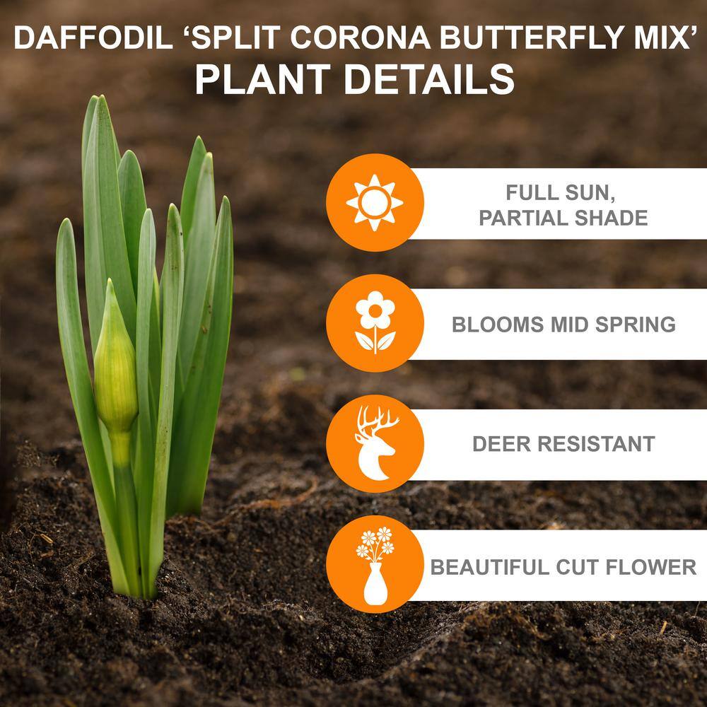 14/16 Cm Butterfly MixSplit CoronaDaffodil Flower Bulbs (Bag Of 100)
