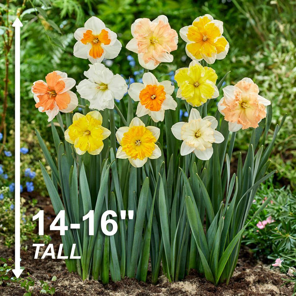  14/16 Cm Butterfly Mix Split Corona Daffodil Flower Bulbs (Bag Of 25)