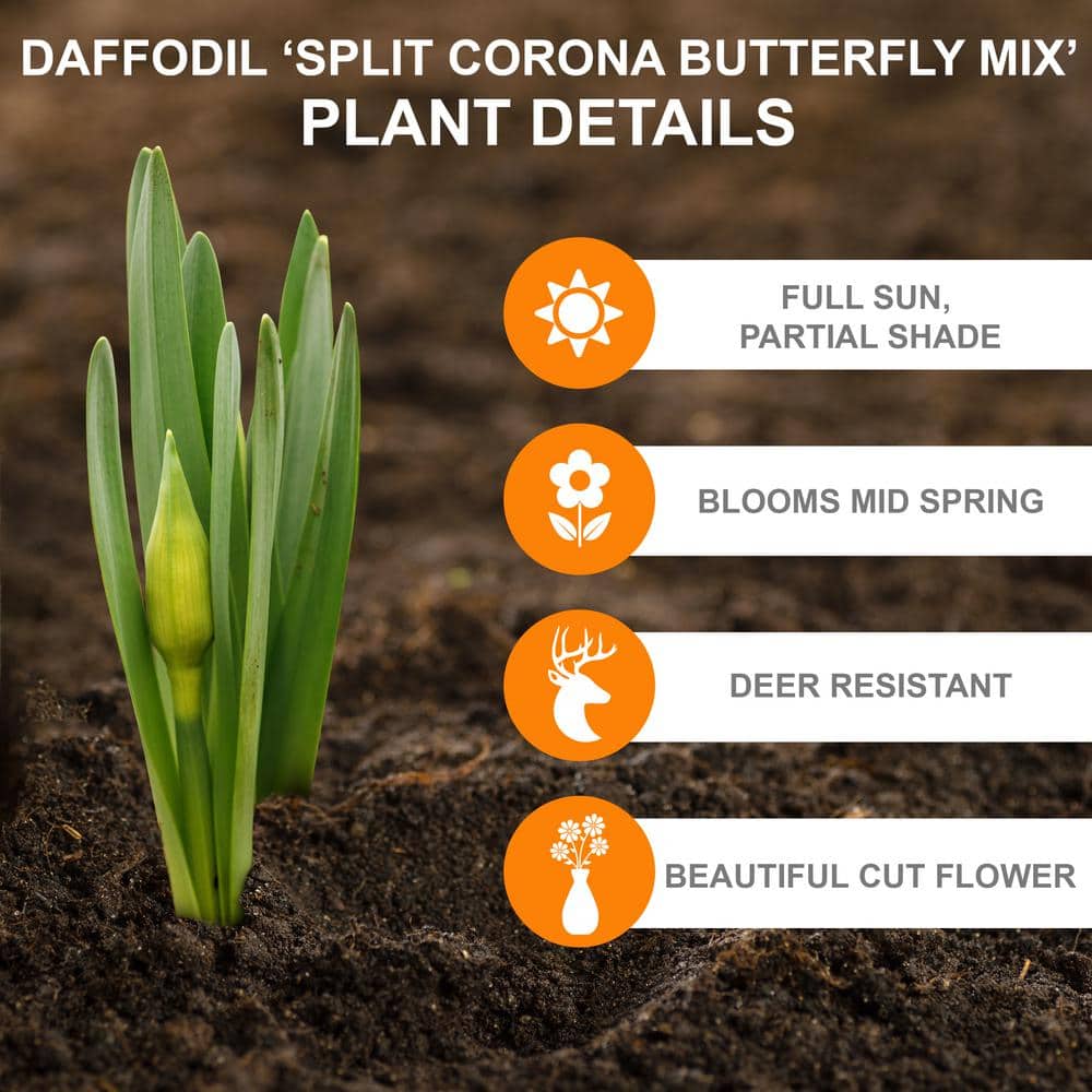  14/16 Cm Butterfly Mix Split Corona Daffodil Flower Bulbs (Bag Of 25)